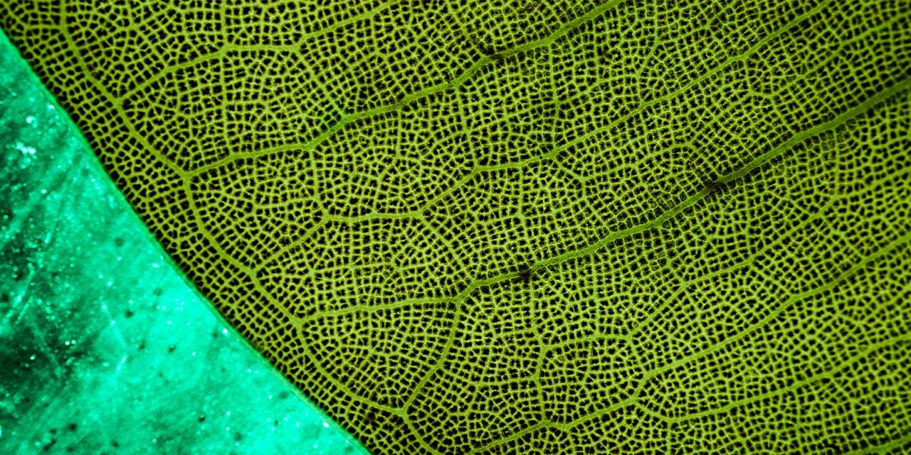 Kako napraviti logo - Lava NET