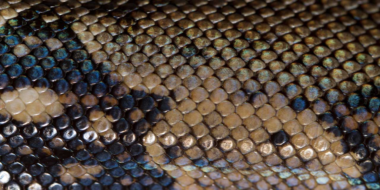 Kako napraviti logo - Lava NET Tekstura zmijske kože za inspiraciju logo-a.