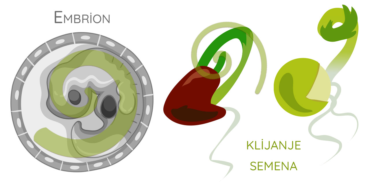 Kako napraviti logo - Lava NET Spirala kao novi život u trenutku razvoja: embrion i klijanje semena.